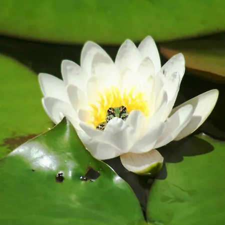 Linderhof Апартаменты Берлин