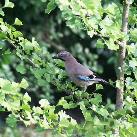 Апартаменты Linderhof *
