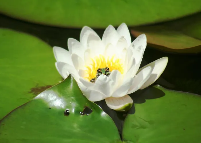 Linderhof דירה ברלין