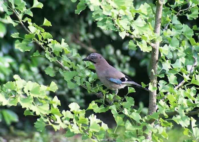 דירה Linderhof *